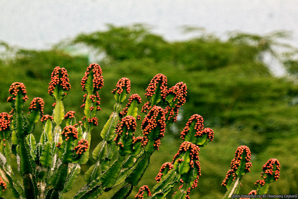 Молочай канделябровый (Euphorbia candelabrum).
С него часто делают живые изгороди (и не только из него).