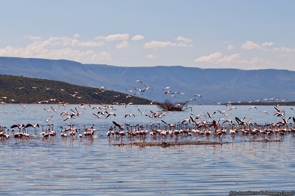 На озере Богория тысячи розовых фламинго (Phoenicopterus) погружают 
голову в воду в поисках своей пищи.
При приближении к ним они долго бегут по воде и затем взлетают. 