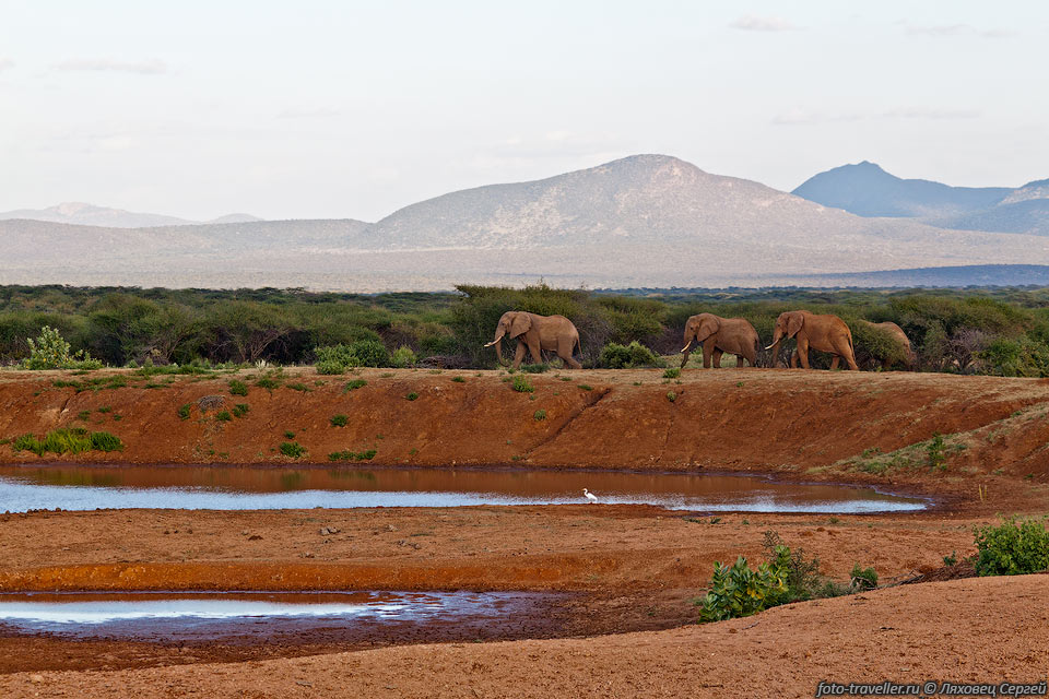 Вдоль дороги ходят слоны, 
рядом находится парк Самбуру для них, но они об этом, видимо, не знают