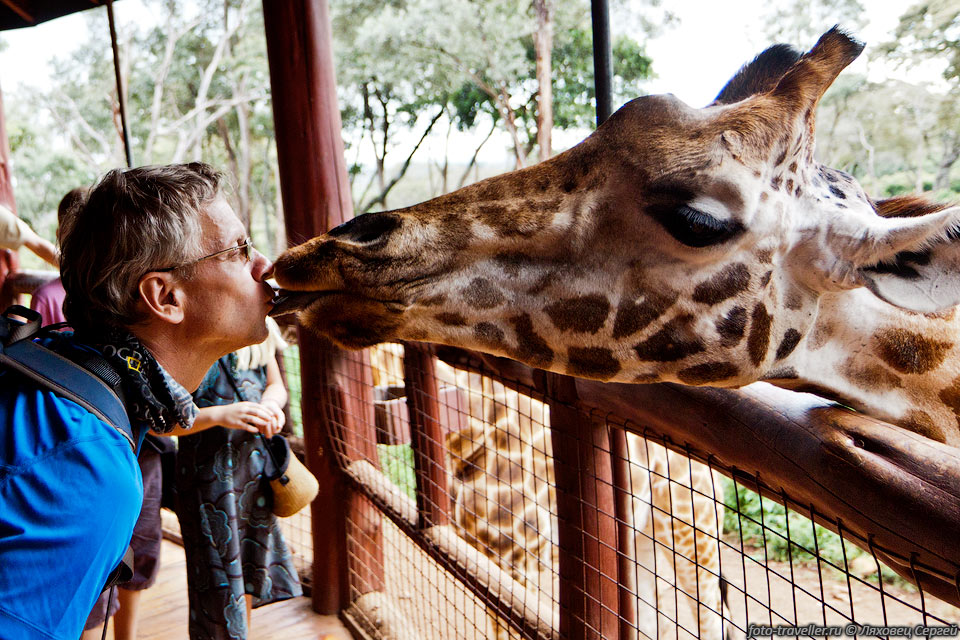 В Найроби покормили с рук жирафов в соответствующем 
центре (Giraffe Centre).
Тут можно поднявшись на платформу покормить жирафов или с рук или со рта.
Тут обитает порядка 300 жирафов ротшильда (Giraffa camelopardalis rothschildi). 
Это довольно редкий вид жирафа.
