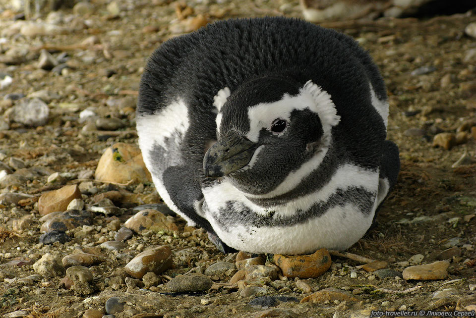 Магелланов пингвин (Magellanic Penguin, Spheniscus magellanicus)