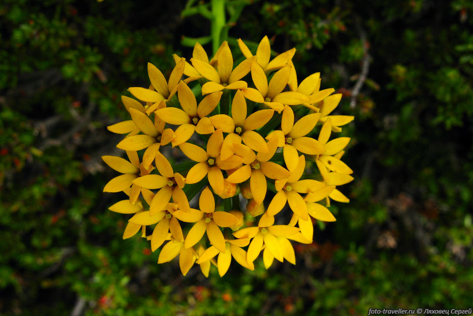 Квинчамалиум чилийский (Quinchamalium chilense, Quinchamali).
Вот такое трудночитаемое название обычного цветка.