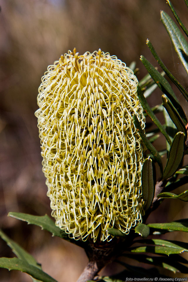  Банксия (Banksia) - необычный 
цветок семейства Протейных.