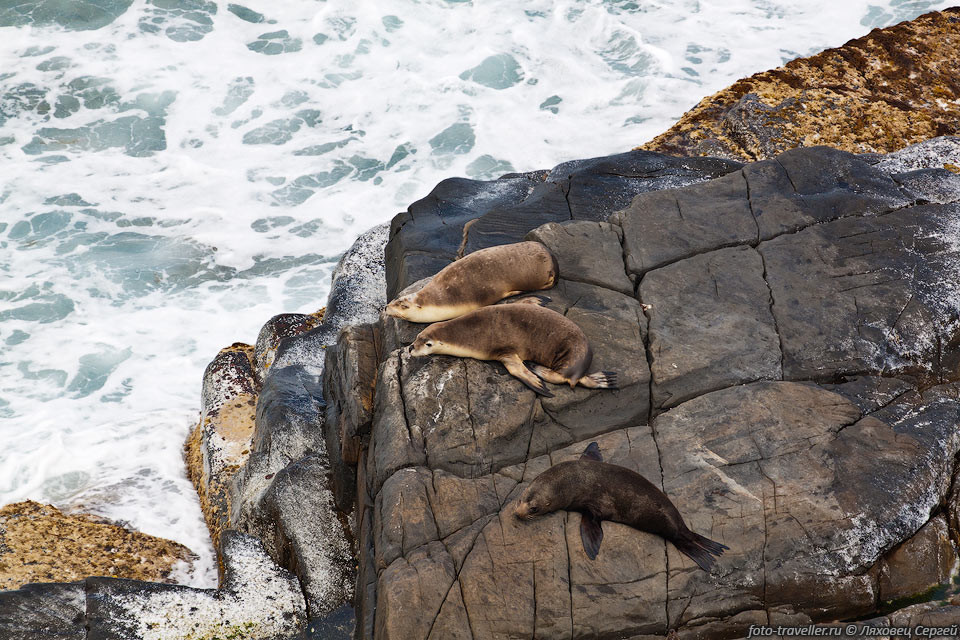 Новозеландский морской котик (Arctocephalus forsteri) - вид ушастых 
тюленей из подсемейства морских котиков.
В конце 19 века был почти полностью уничтожен охотниками, но сейчас колонии восстанавливаются.