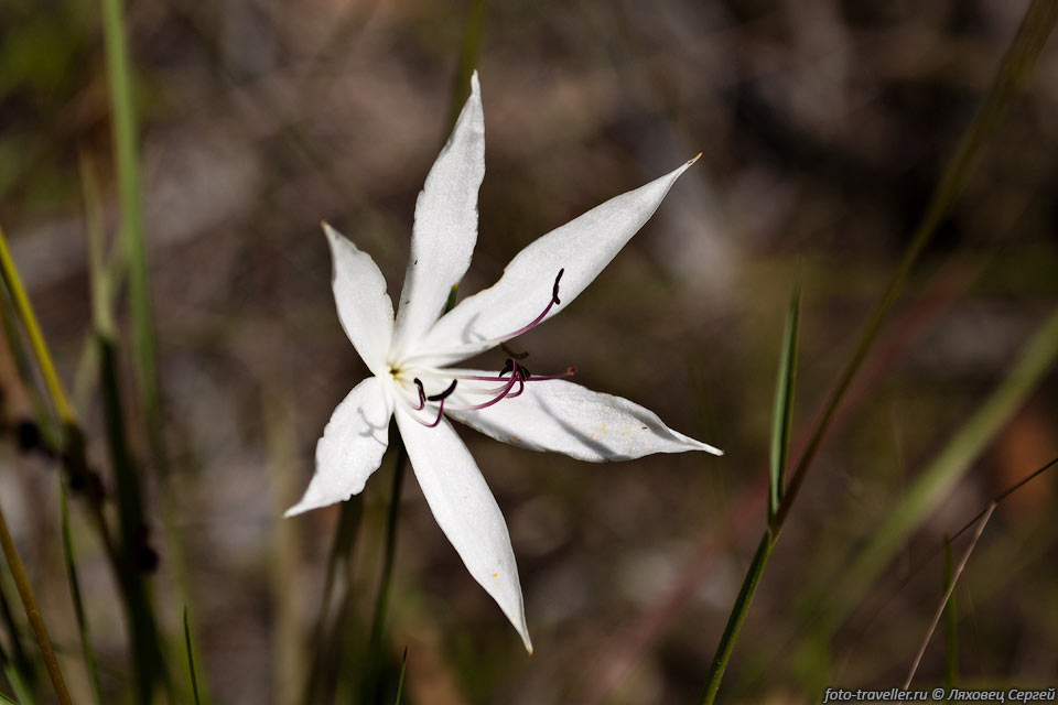 Цветок в парке Какаду.
Это самый большой национальный парк Австралии - его площадь составляет 19 тыс. кв2.