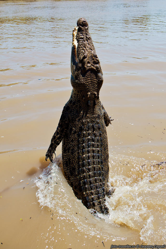 Крокодилов кормит только специально обученный человек