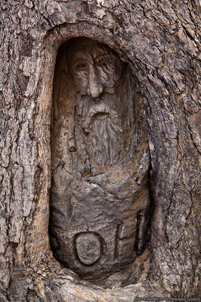 Дерево (Dig Tree) на котором оставляли пометки первопроходцы 
пустыни, на берегу реки Купер-Крик.
Трагическая экспедиция Роберта О’Хара Бёрка и Уильяма Джона Уиллса вошла в историю 
исследований Австралии.
