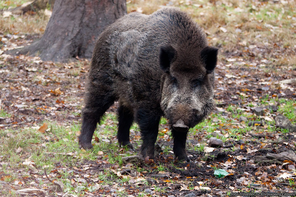 Кабан (Sus scrofa, вепрь, дикая свинья) - млекопитающее из отряда 
парнокопытных.
Является предком домашней свиньи.