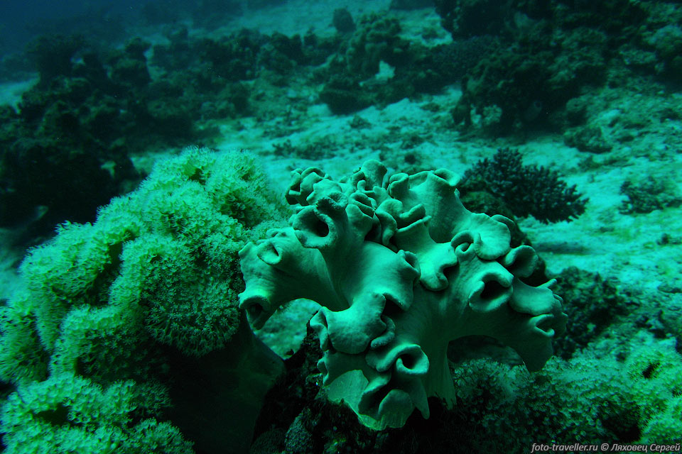 У мягких кораллов сплошной твердый скелет отсутствует.