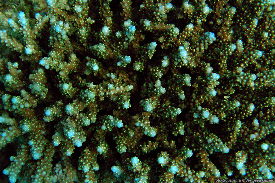 Кораллы в основном состоят из карбоната кальция с примесями карбоната 
магния, и незначительного количества окиси железа.