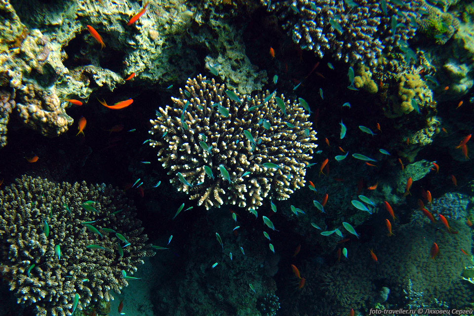 Сине-зелёный хромис (Chromis viridis).
Мелкие рыбки прячущиеся среди кораллов.