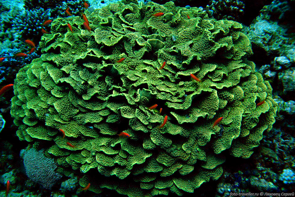 Коралл Желтая турбинария (Turbinaria mesenterina).
Окраска коралла зеленовато-желтая. На поверхности явно видны отдельные полипы.