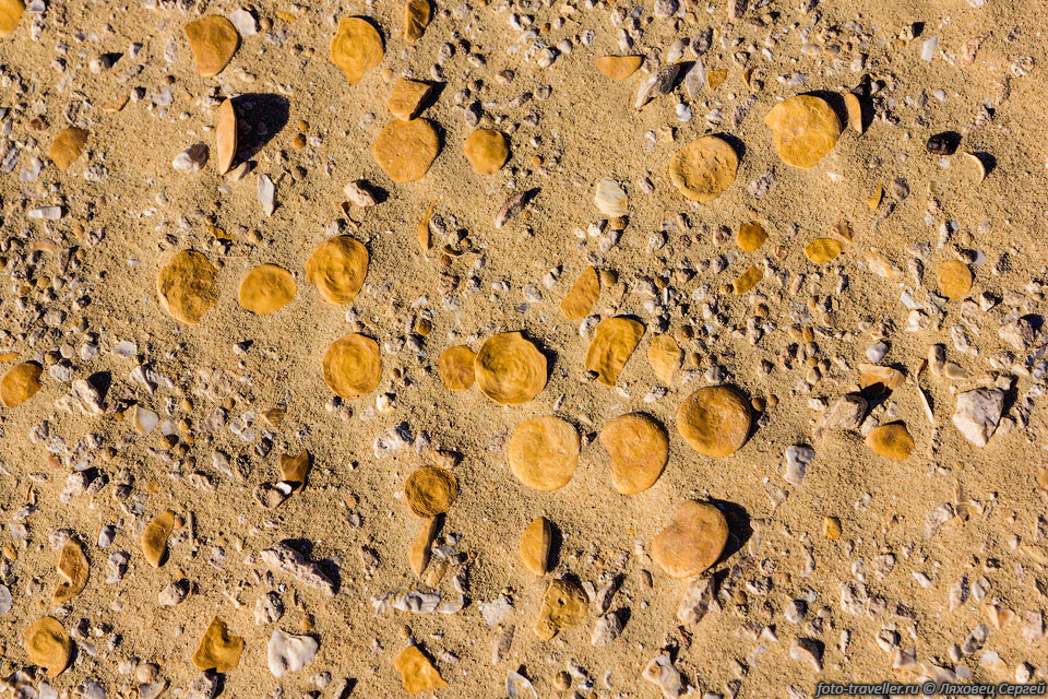 В пустыне можно найти нуммулиты (Nummulites).
Это род одноклеточных организмов отряда фораминифер.
Род включают 472 вида, 1 из которых современный.