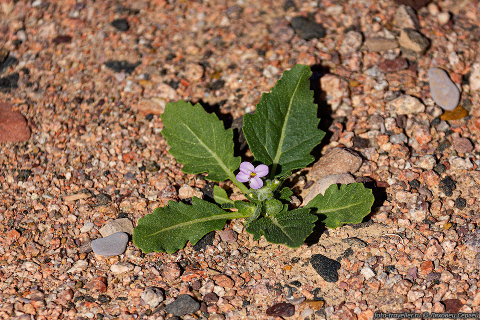 Двурядка едкая (Diplotaxis acris). Цветущее растение принадлежит к семейству Капустные.
Объём семейства - 372 рода и более 4 тысяч видов.