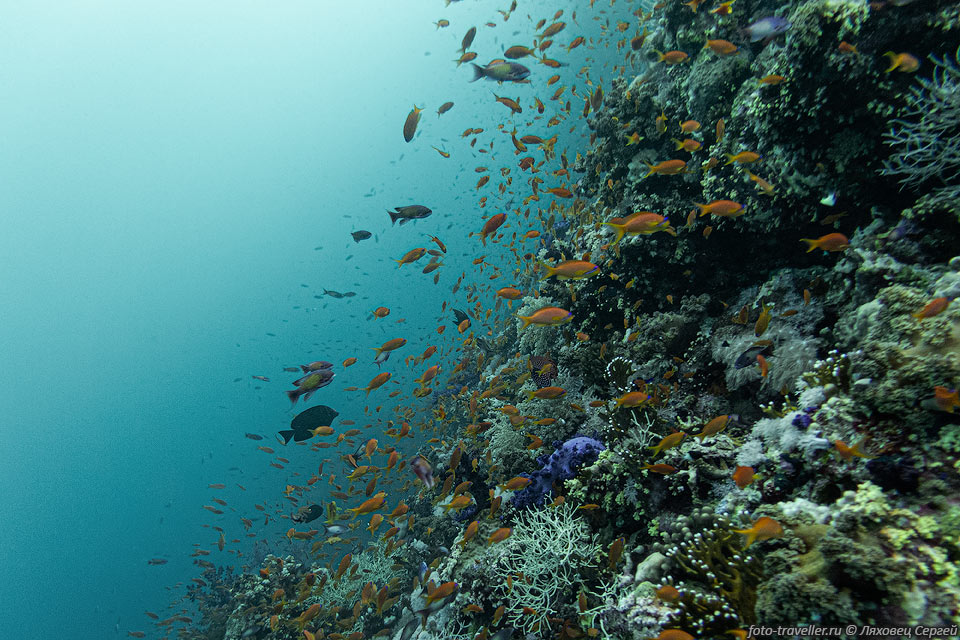 Огромное количество рыбок на рифе Шаркс и Иоланда (нацпарк Рас-Мохаммед)