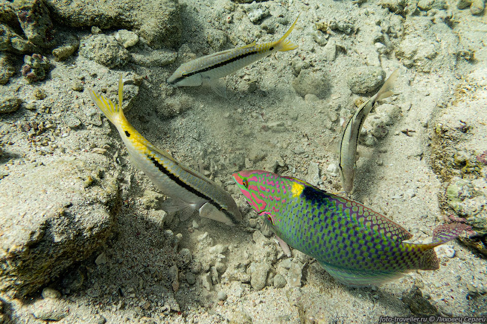 Раскопка корма.
Три красноморские зубатые барабули (Parupeneus forsskali, Red Sea goatfish) и один 
губан.