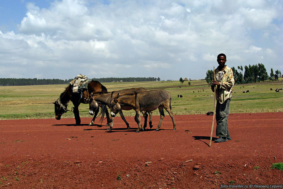 Люди оромо, или галла (Oromo people, Oromoo, Oromoota, Galla).
