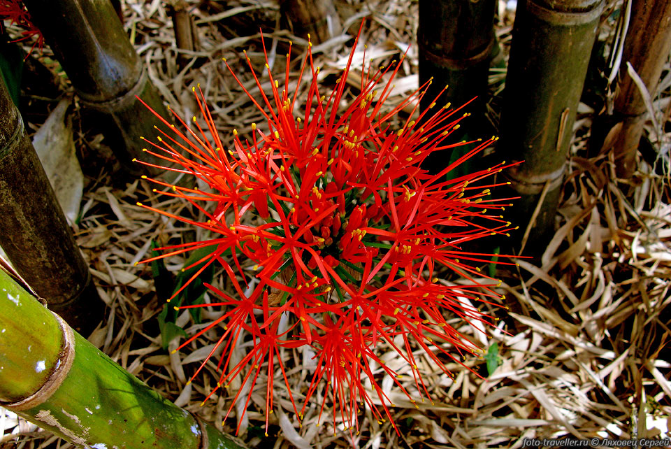 Гемантус многоцветный, кровавая лилия (Haemanthus multiflorus, 
blood lily).