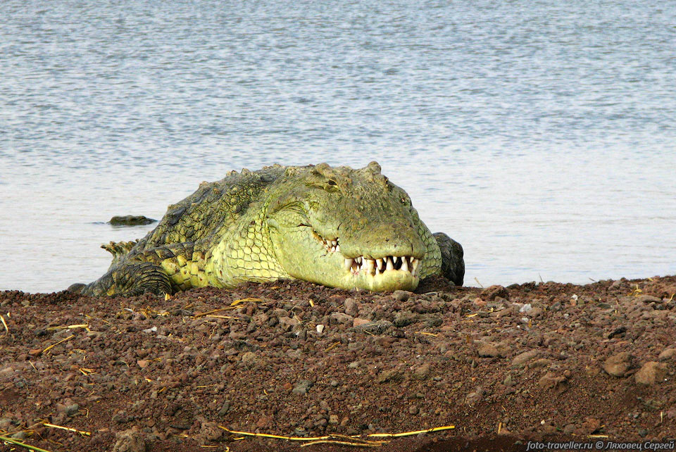 На северо-западном берегу озера Чамо сотни крокодилов 
греются на солнце.
Это место называется Крокодилий рынок (Crocodile market).
Крокодилов тут насчитывается несколько тысяч, а многие особи достигают более 5-7 
метров в длину.