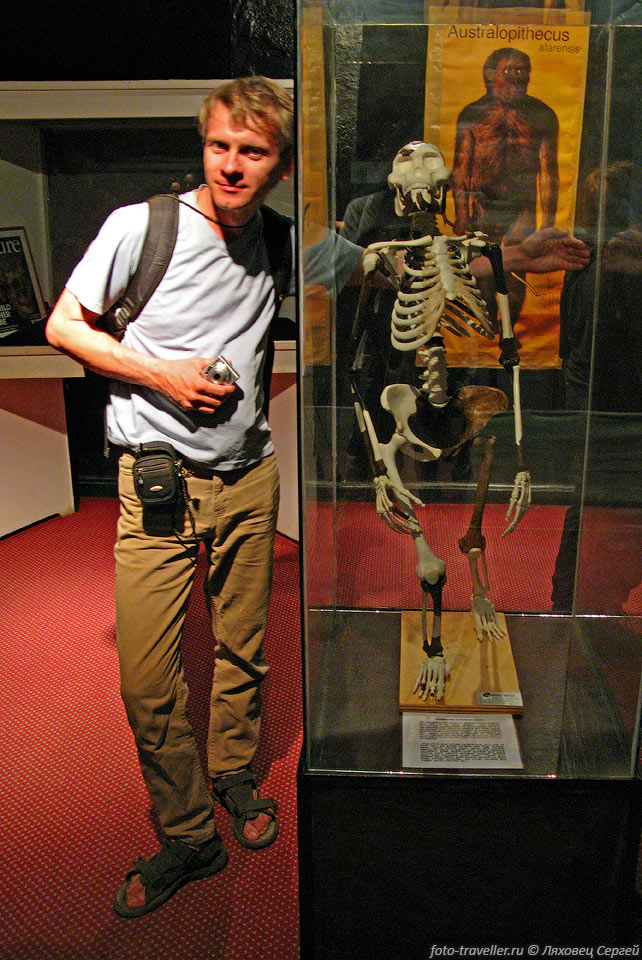 Воссозданный скелет предка человека Люси в Национальном музее 
в Аддис-Абебе (Addis Ababa).