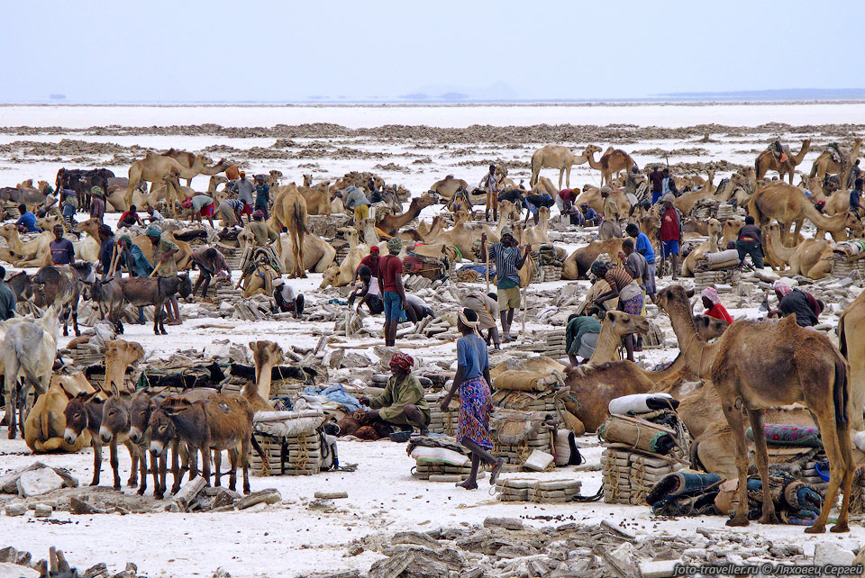 Команды мусульман афаров и христиан тигрейцев каждый день
на протяжении 10 месяцев в году добывают соль и грузят ее на верблюдов, мулов и 
ослов.
Бруски из соли называются амоле (amole) и раньше в Эфиопии использовались как валюта.
