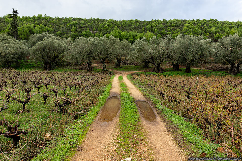 Виноградные поля и оливковые деревья