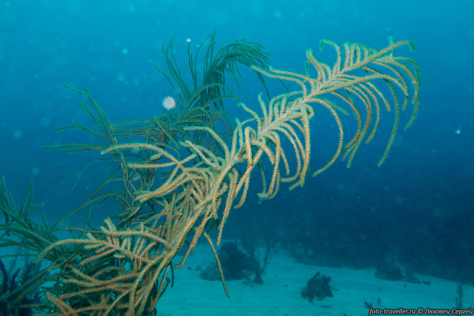 Мягкий коралл Морские перья (Caribbean Sea Plume, Pseudopterogorgia 
sp.)