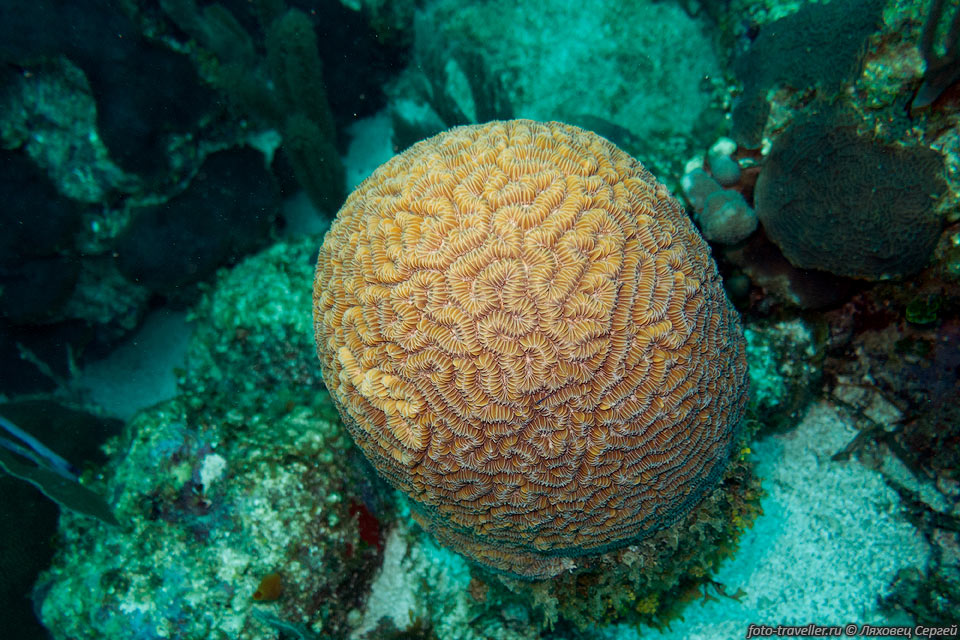 Твердый, шарообразный коралл Мозговик с узором в виде лабиринта 
(Maze Coral)