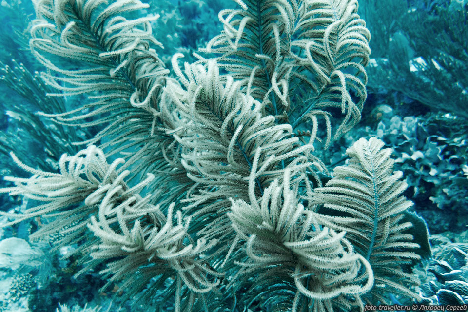 Колышущиеся мягкие кораллы