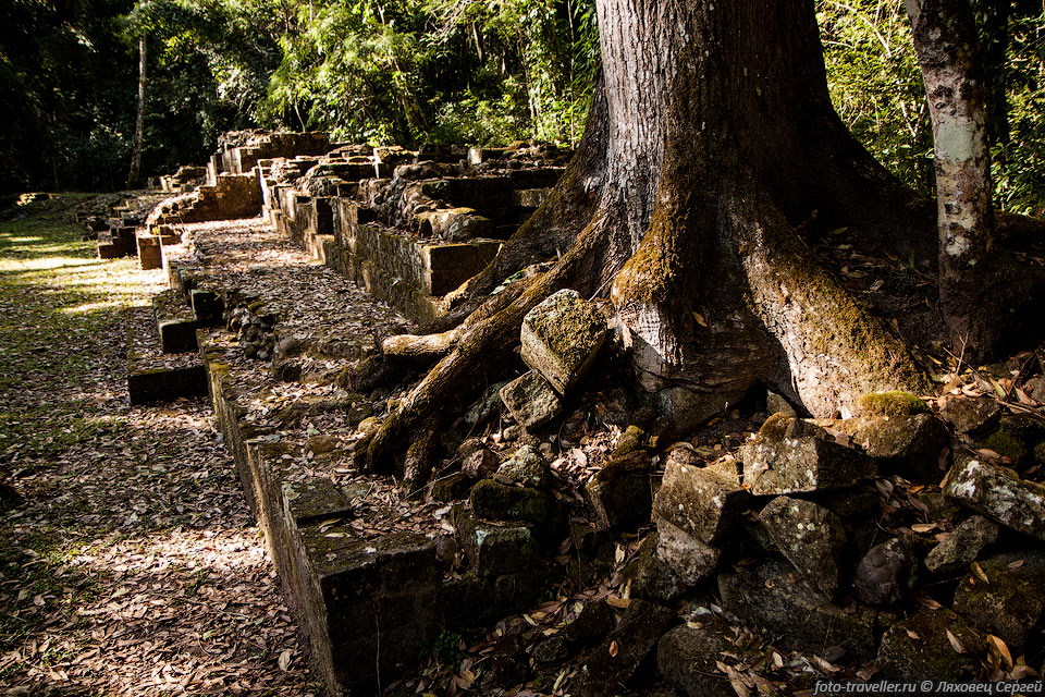 Могучее дерево разрушает постройку майя