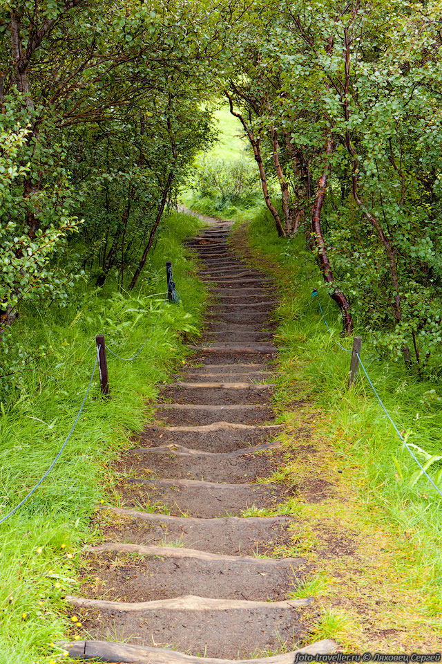 Возле берега озера Мюватн есть несколько тропинок для прогулок.
Мы погуляли по полуострову Хёвди (Höfði). Тут даже сделан небольшой парк.
Растут деревья, что не часто встречается в Исландии. Часик можно погулять.