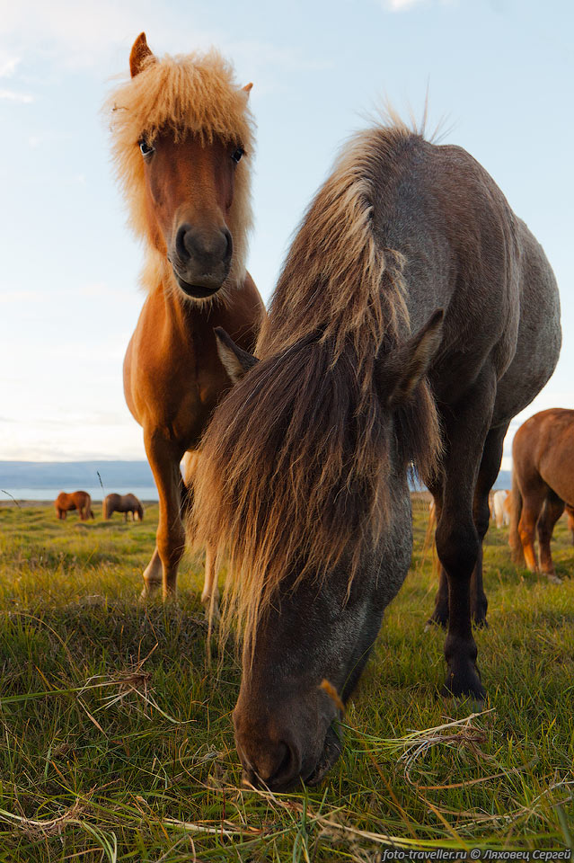 В конце 18 века значительная часть исландских лошадей погибла 
в результате извержения вулкана