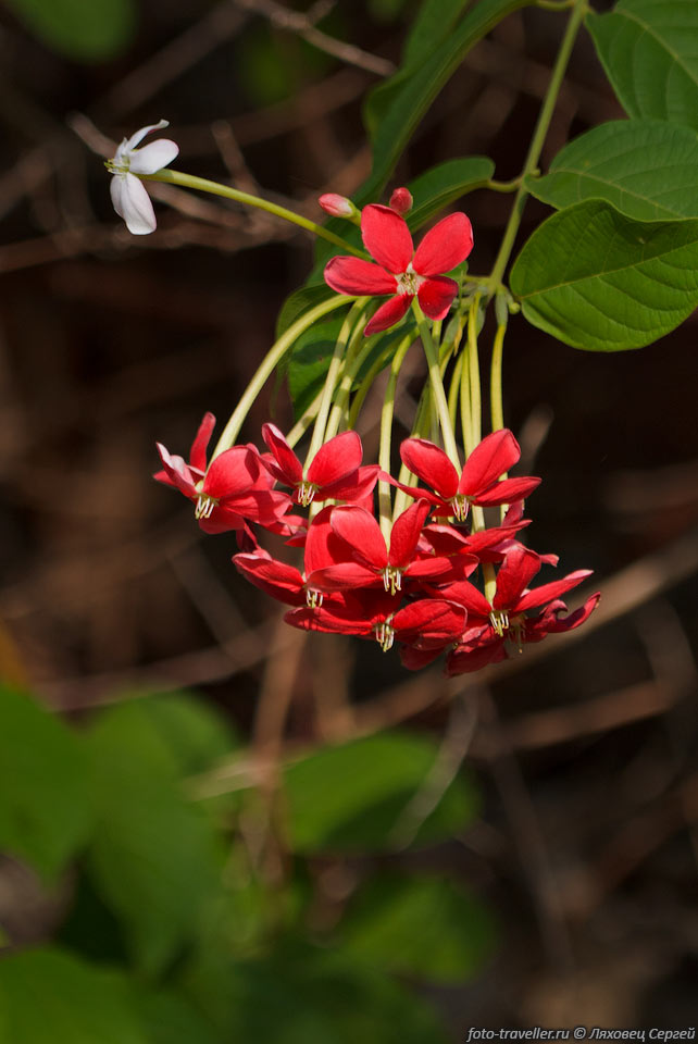 Квисквалис индийский (Quisqualis indica) - вид растений 
из рода Квисквалис.