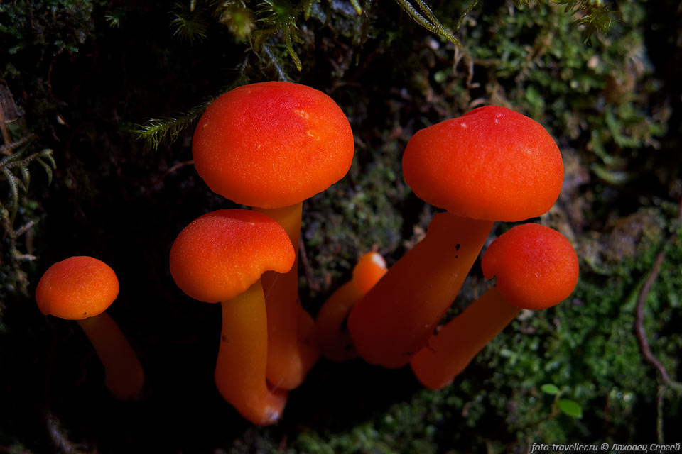 Красные грибочки в тропическом лесу.