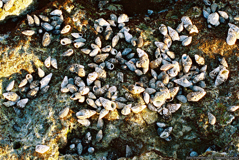 Во время отлива ракушки остаются лежать на камнях и песке. 
В каждой живет маленький рачок.