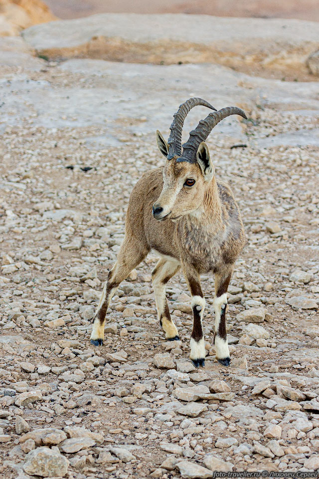 В мире сохранилось всего около 2500 особей нубийского горного 
козла.
На смотровой площадке в Мицпе-Рамон их ходит несколько штук прикормленных.
Можно покормить с рук.