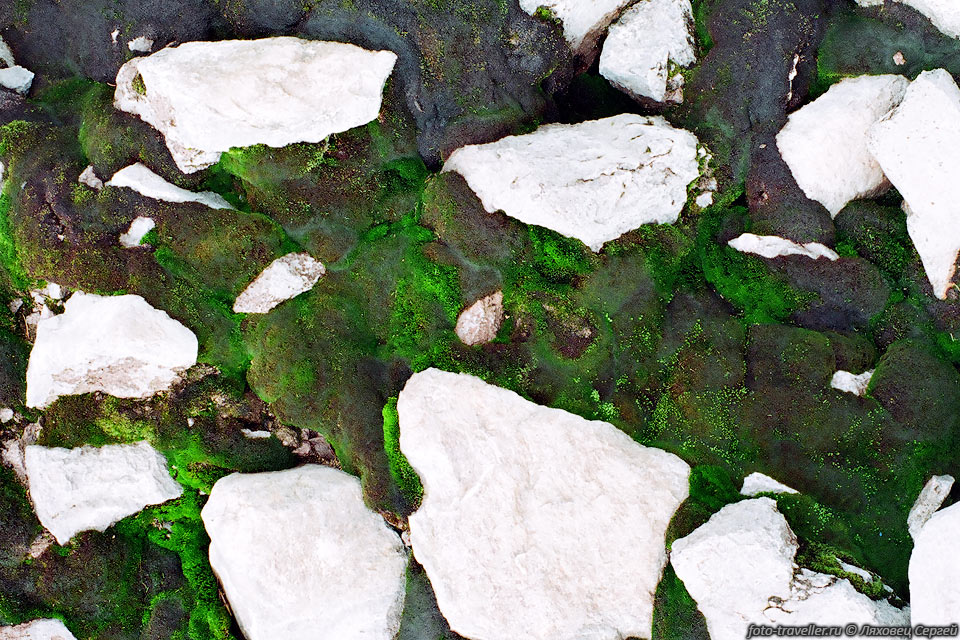Ярко-белые камни в темно-зеленом мху 