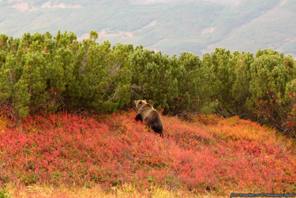 Медведь бурый камчатский (Ursus arctos beringianus).