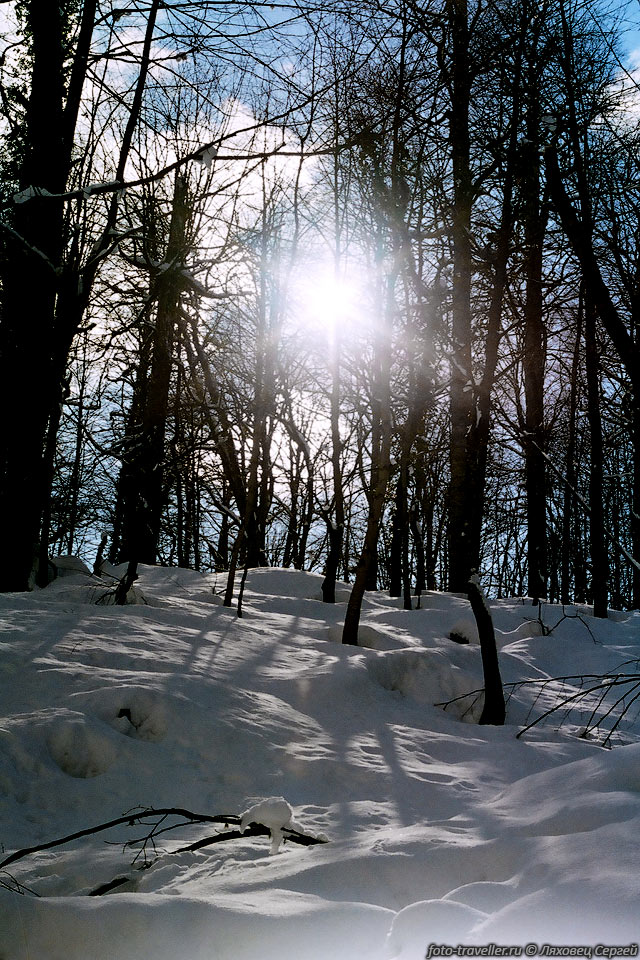 Солнце за лесом