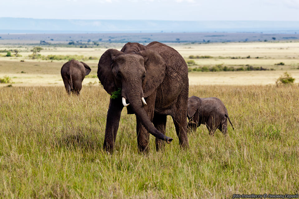 Слоны умные и социальные животные