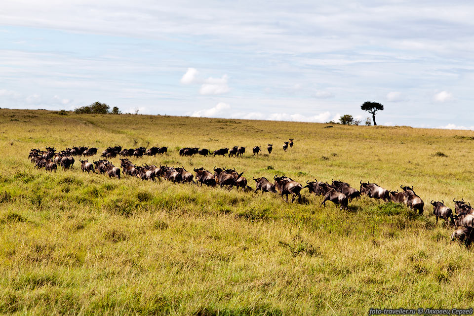 Национальный парк Масаи-Мара известен ежегодной миграцией гну, 
проходящей в сентябре и октябре.
Во время миграции по Масаи-Мара перемещается более 1,3 млн гну.
Мы видели только мелкие стада.