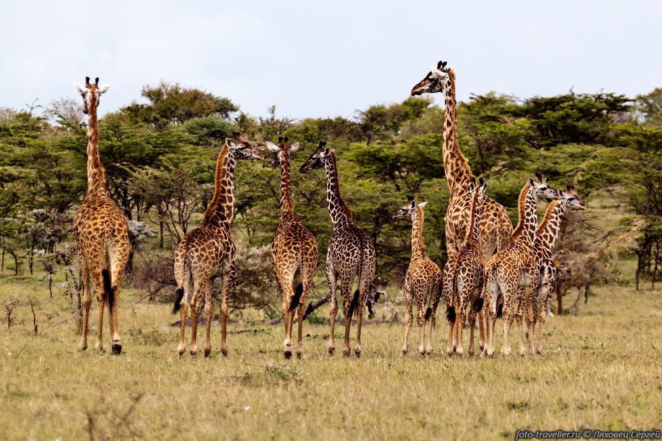 В некоторых местах жирафы почему-то довольно пугливые