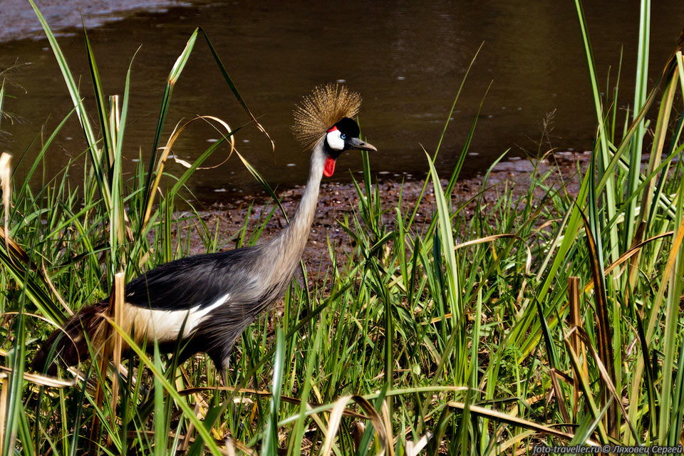 В парке Сайва Свамп обитает 372 вида птиц