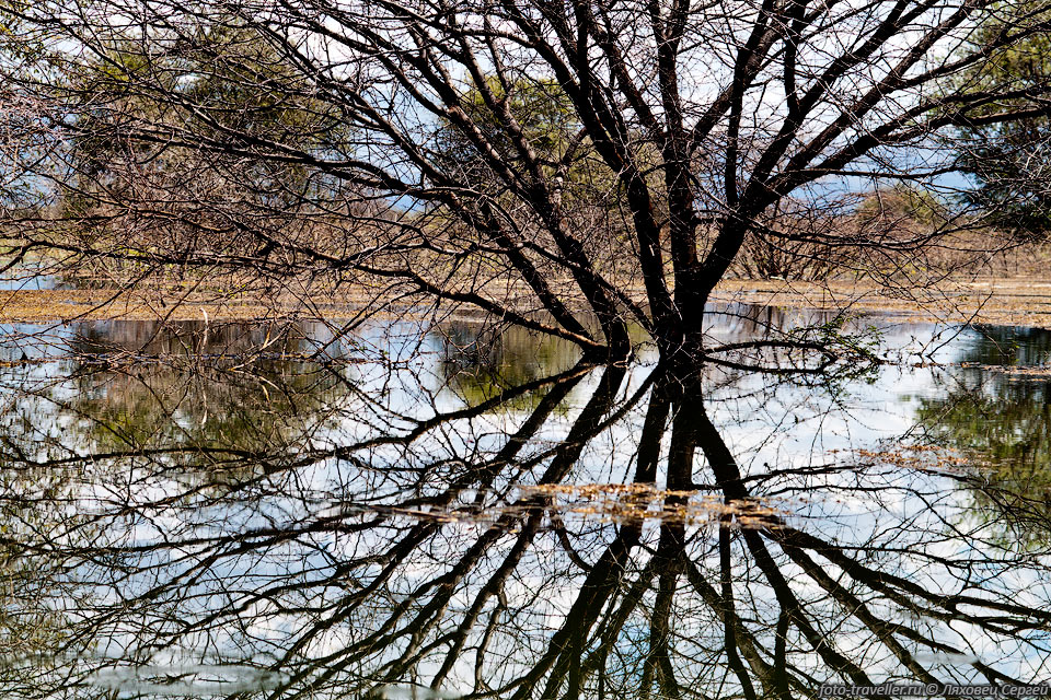 Отражение дерева