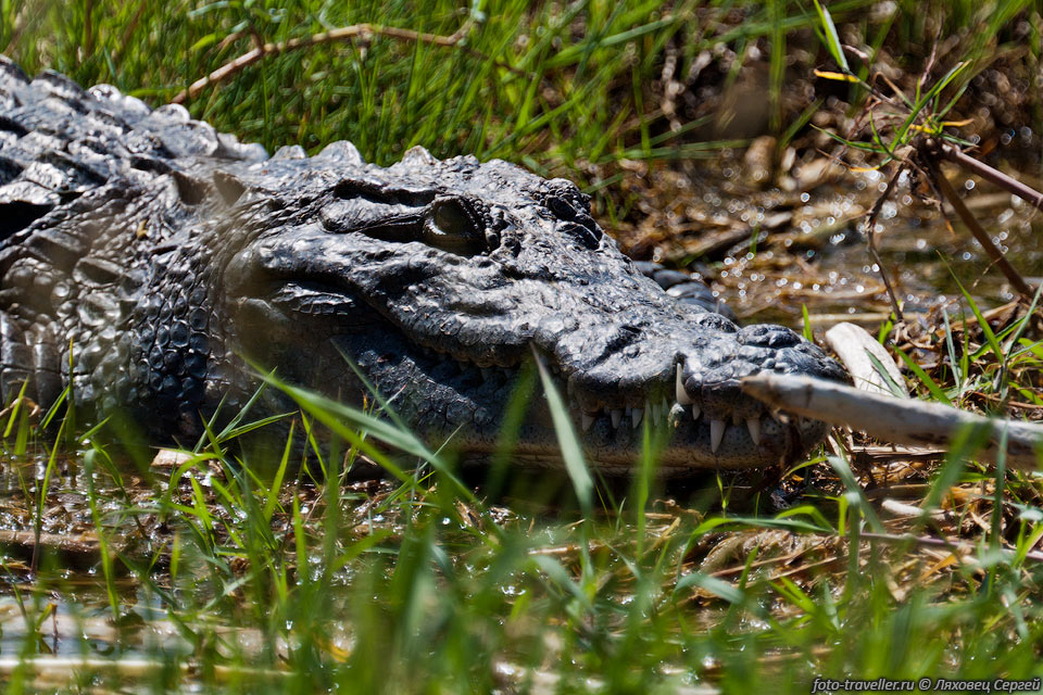 Среди травы притаился крокодил