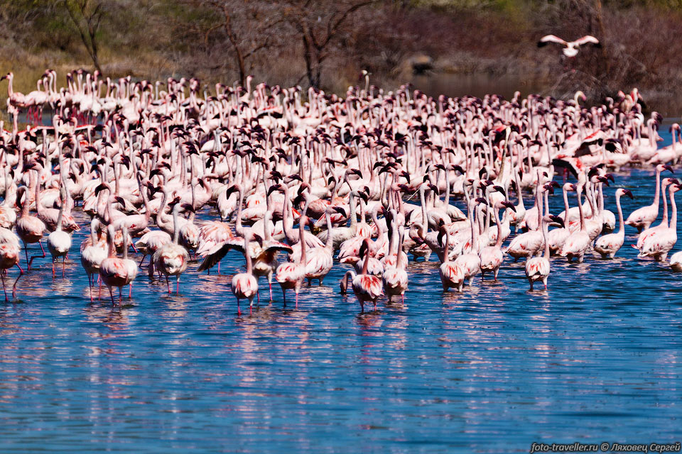 На озере Богория насчитывается порядка двух миллионов фламинго