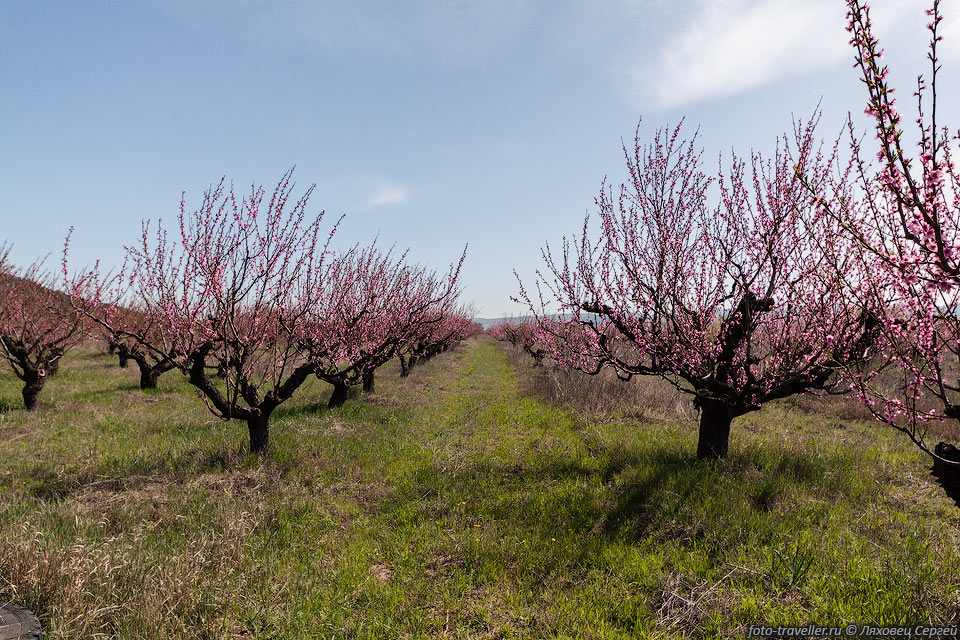 Поехали посмотреть цветение персиков в Крыму