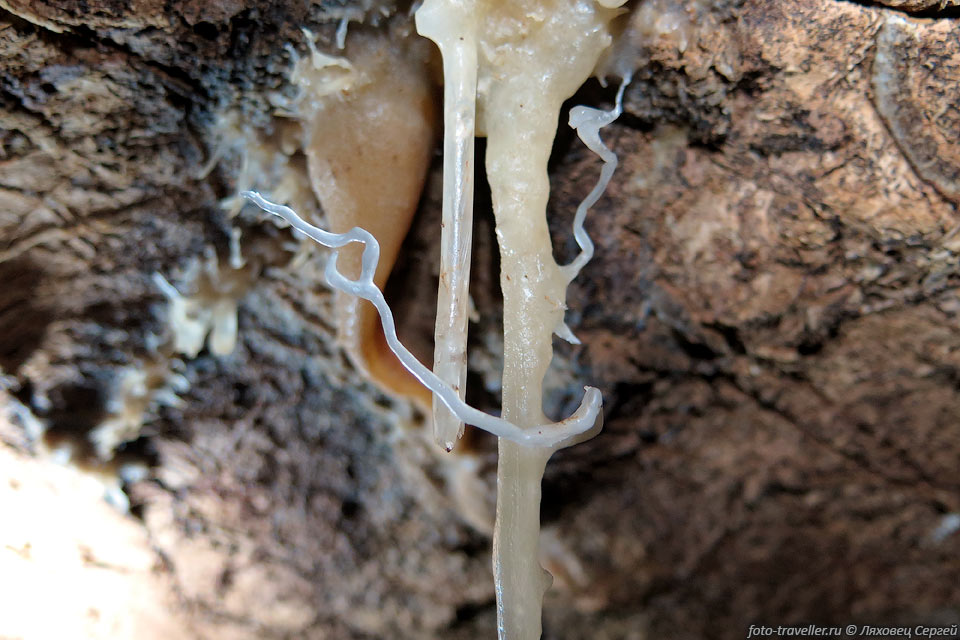 Геликтиты в пещере Мамут-Чокрак