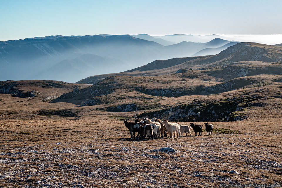 Стадо коз на верхнем плато Чатыр-Дага