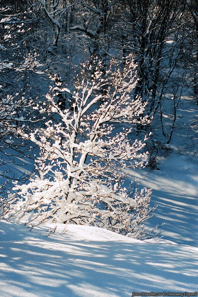 Дерево в снегу. Красиво.